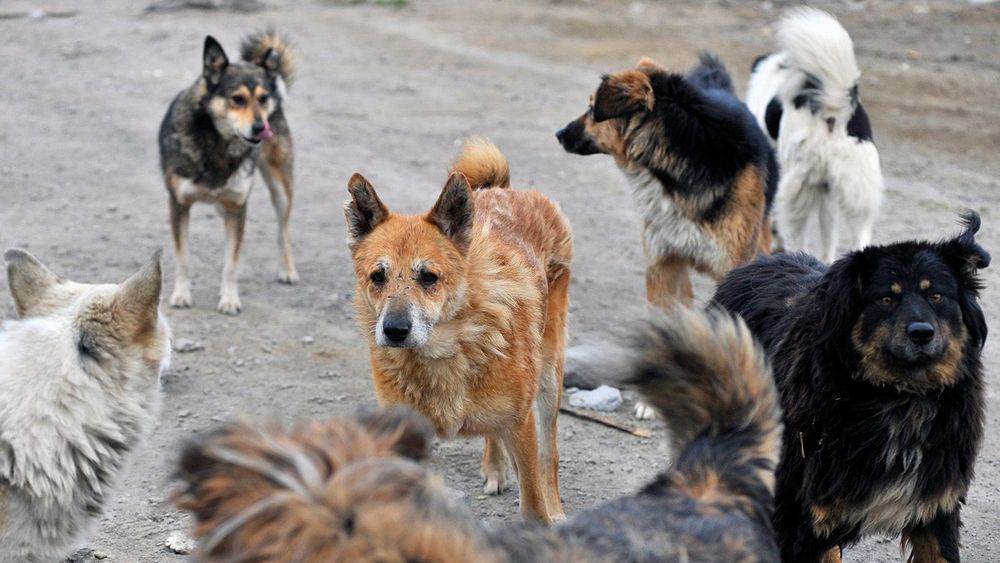 Stray animals in Murmansk, Russia