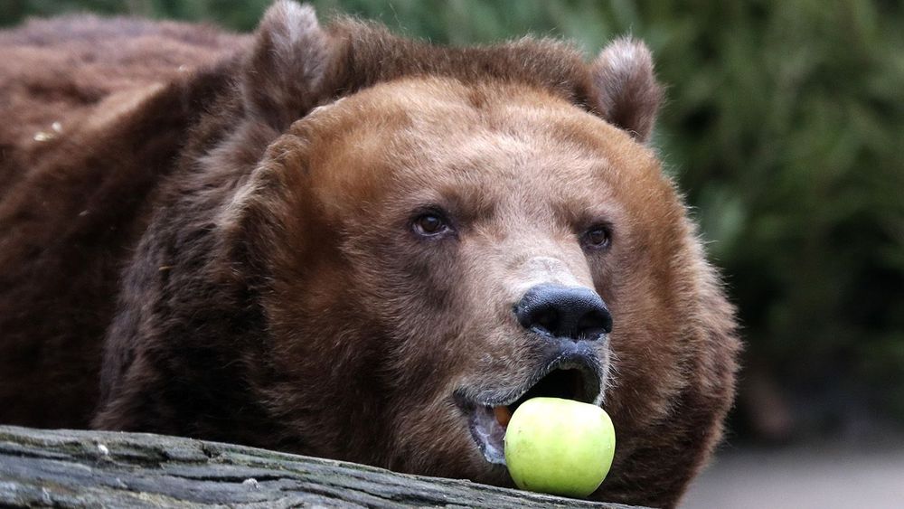 Weather brings Moscow Zoo bears out of hibernation month earlier than usual