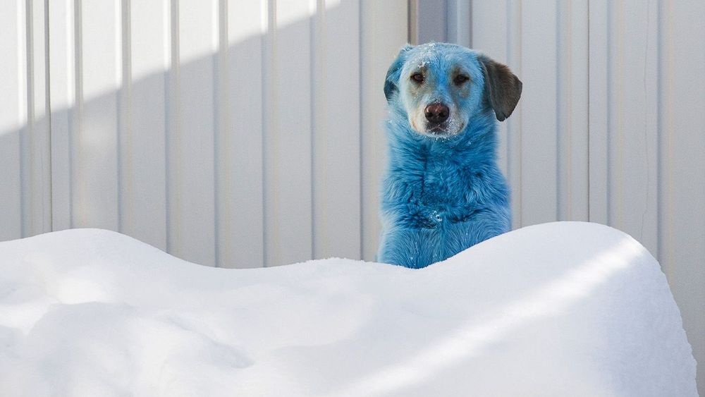 Blue-colored dog in vet clinic in Nizhny Novgorod, Russia