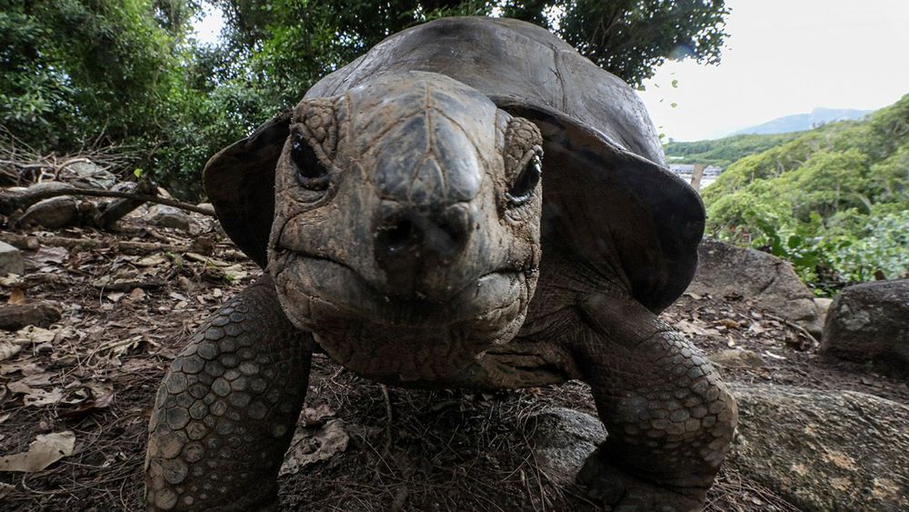 Seychelles in pictures