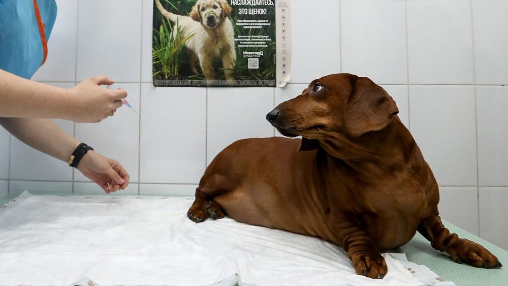Animal COVID-19 vaccination in Moscow
