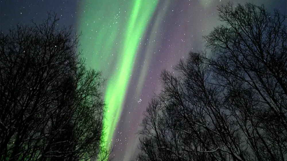 TASS_56589011