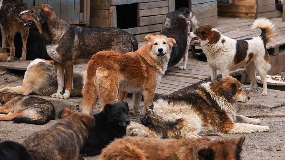 Animal shelter in Ryazan, Russia