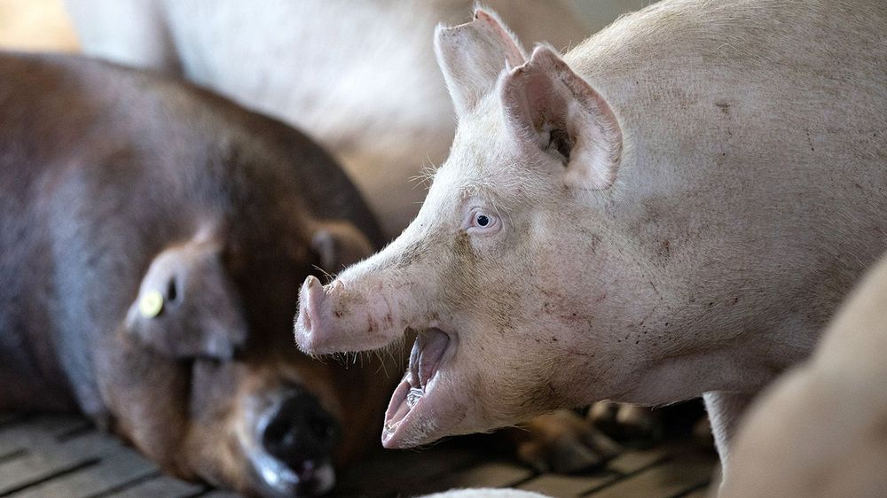 Agrosfera pig farm in Lugansk People's Republic