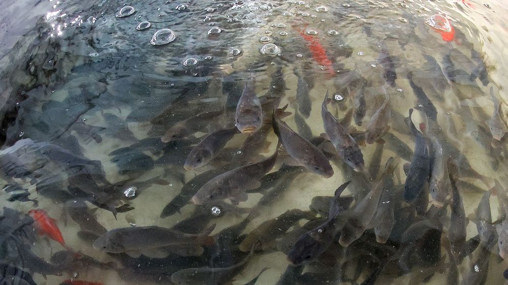 Zelenoborsky fish farm in Yekaterinburg, Russia