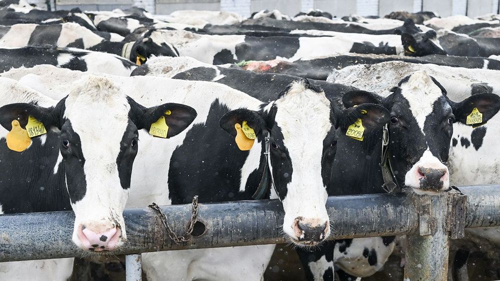Training and experimental dairy farm in Krasnodar