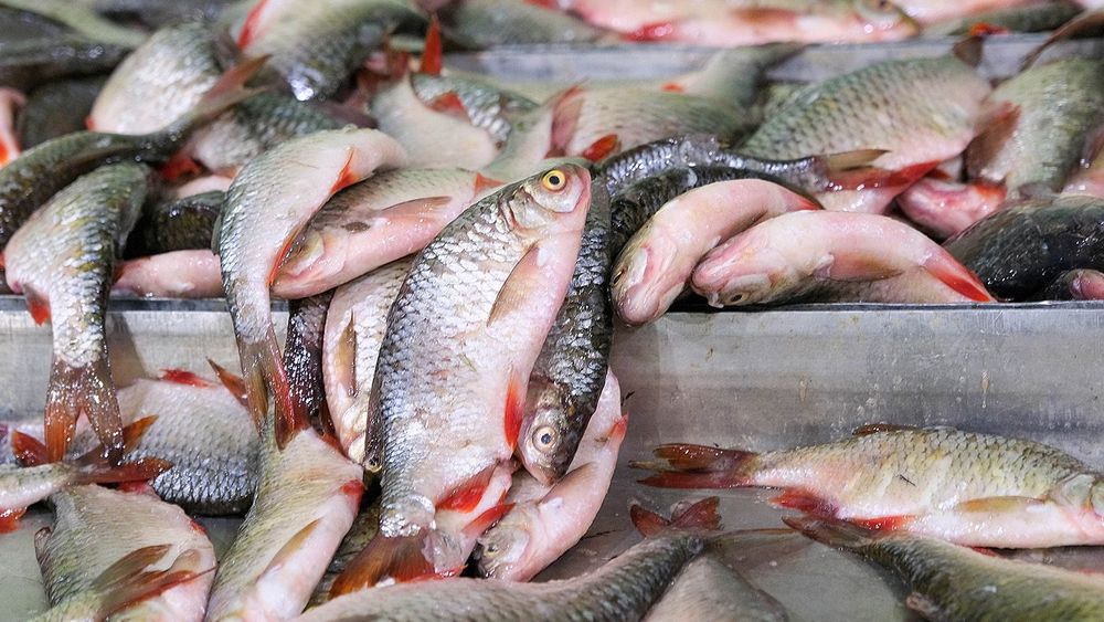 Chelyuskinets Export fishery company in Astrakhan Region, Russia