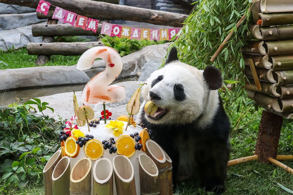 Katyusha the Panda celebrates 2nd birthday at Moscow Zoo