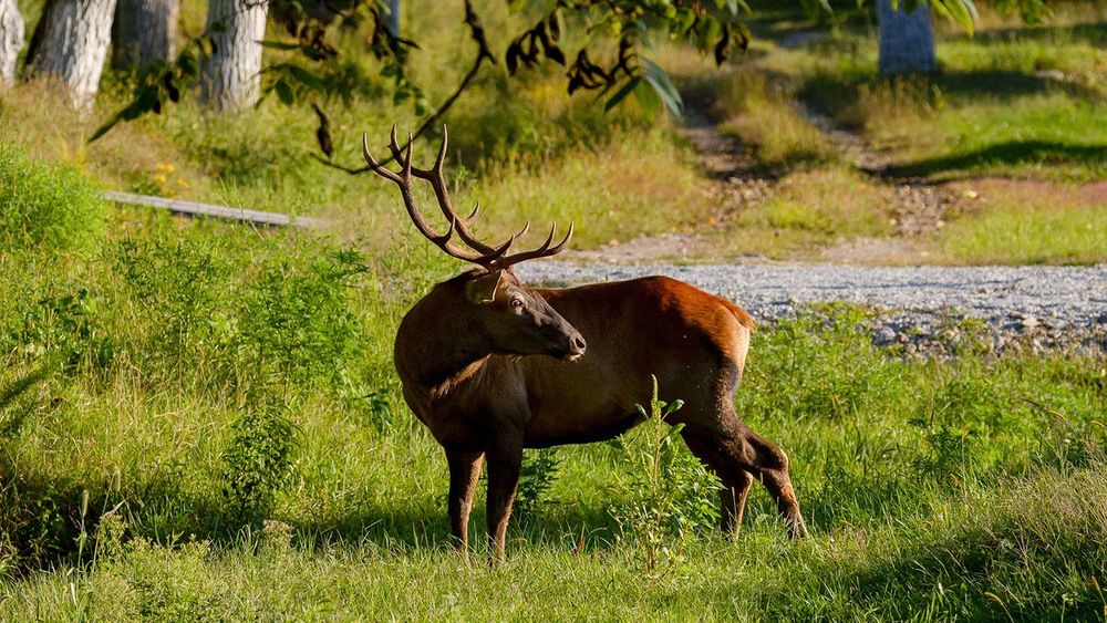 Wild deer park in Gamov Leopards tourism cluster in Russian Far East