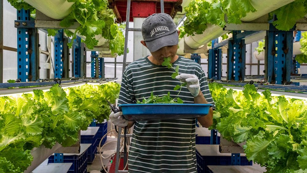 Vertical Farming In Indonesia