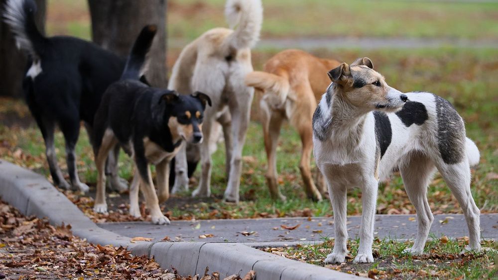 Stray dogs in Lugansk