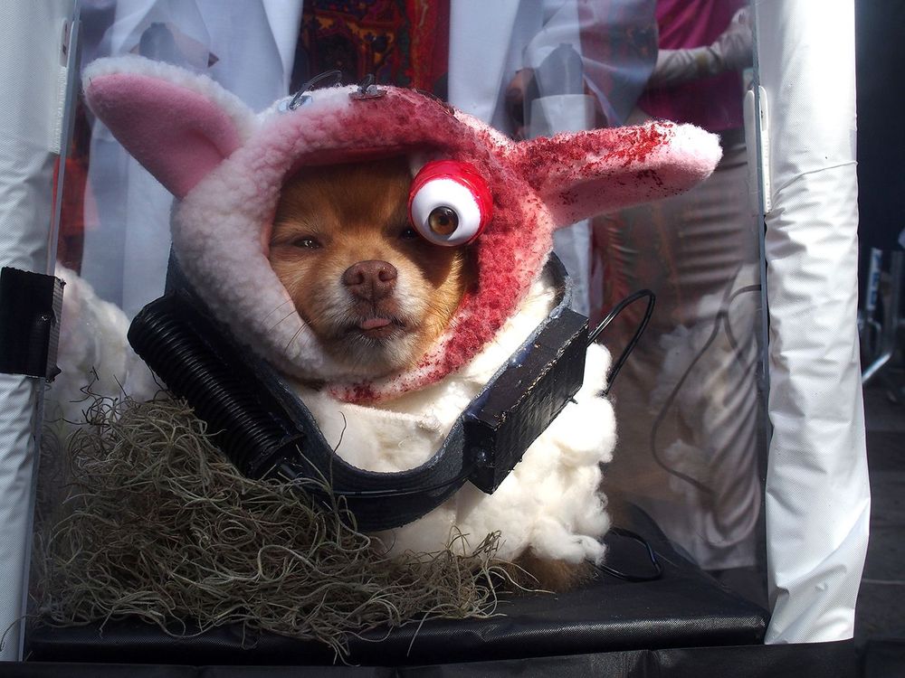 NYC Tompkins Square Halloween Dog Parade 2025 World's Biggest Halloween Canine Event