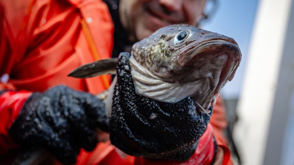 Commercial inshore walleye pollock fishing in Primorye Region, Russia