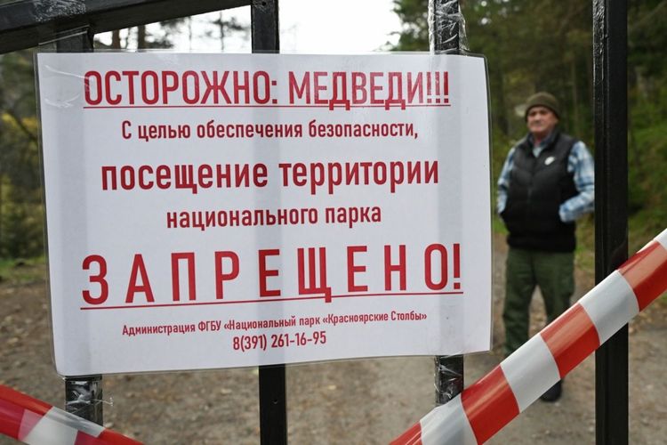 «Медведи пришли за едой»: репортаж RTVI из Красноярска о выходе зверей к людям
