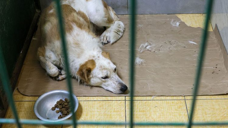 Погубившая более 100 животных хозяйка приюта под Ростовом избежала тюрьмы