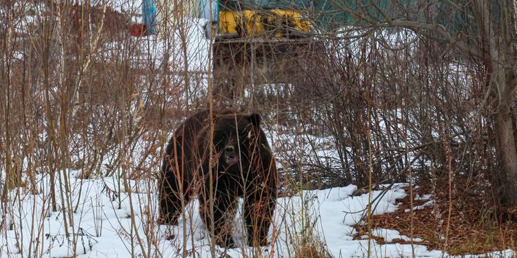 В России спрогнозировали срок завершения «медвежьего террора»