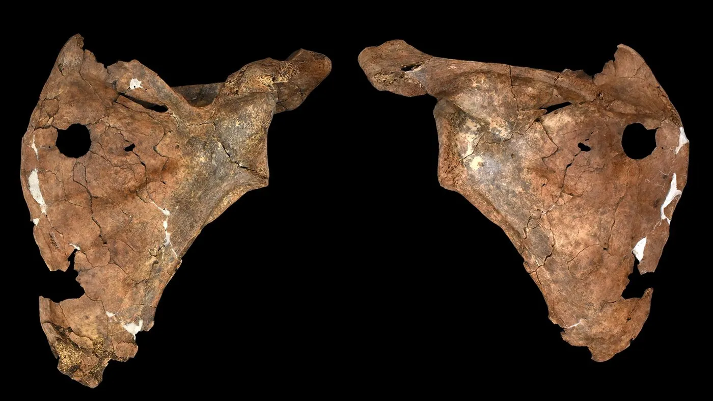 scapula.jpg